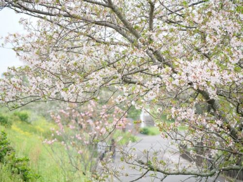 葉桜