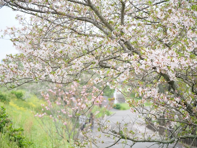 葉桜