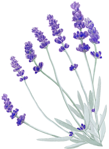 lavender