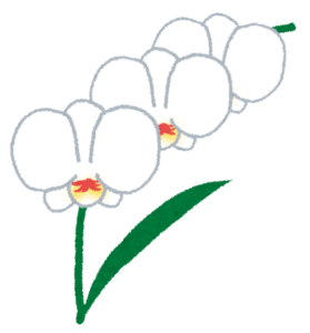 胡蝶蘭