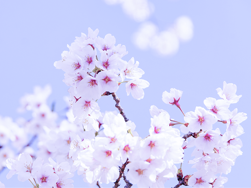 春の風景　桜