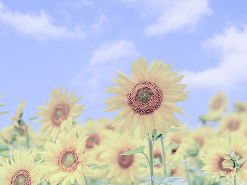 夏の風景　ひまわり